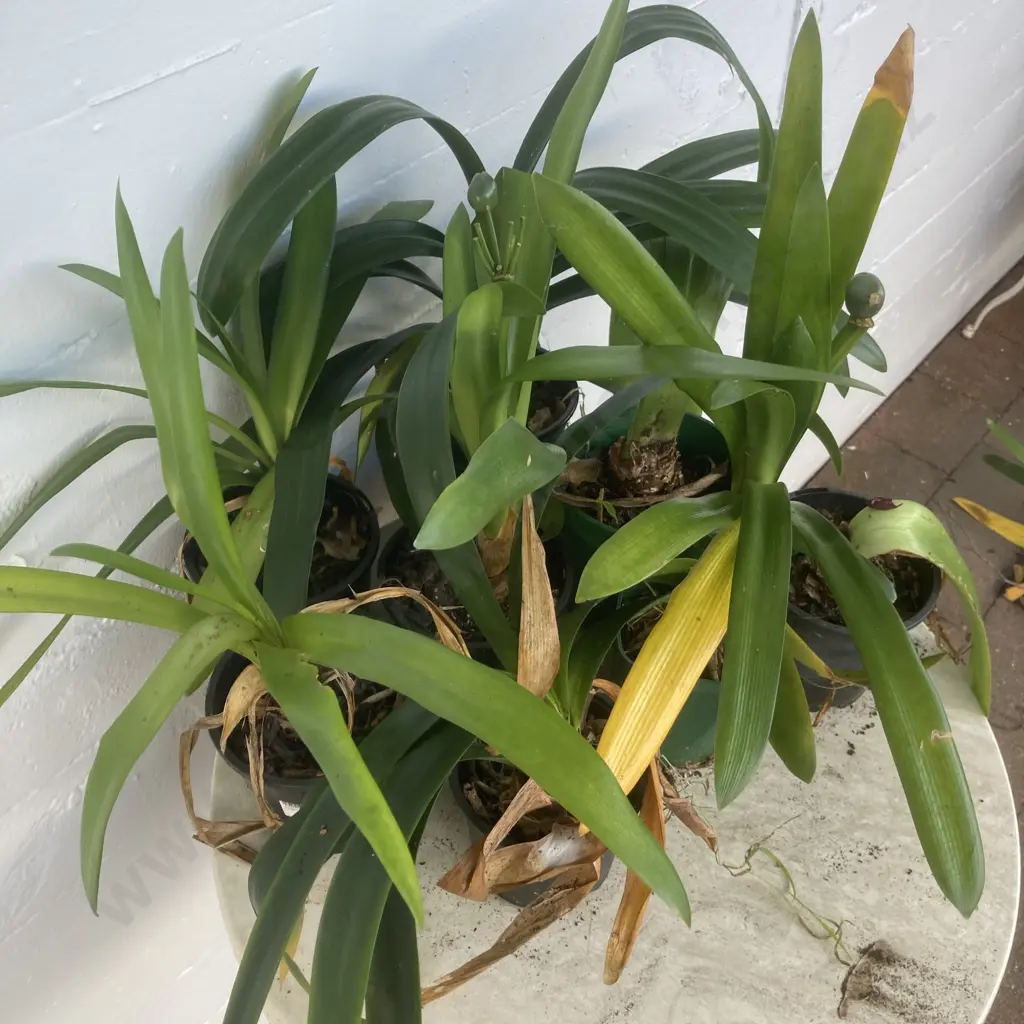 Lot of 8 Smaller Potted Clivias Image 1++