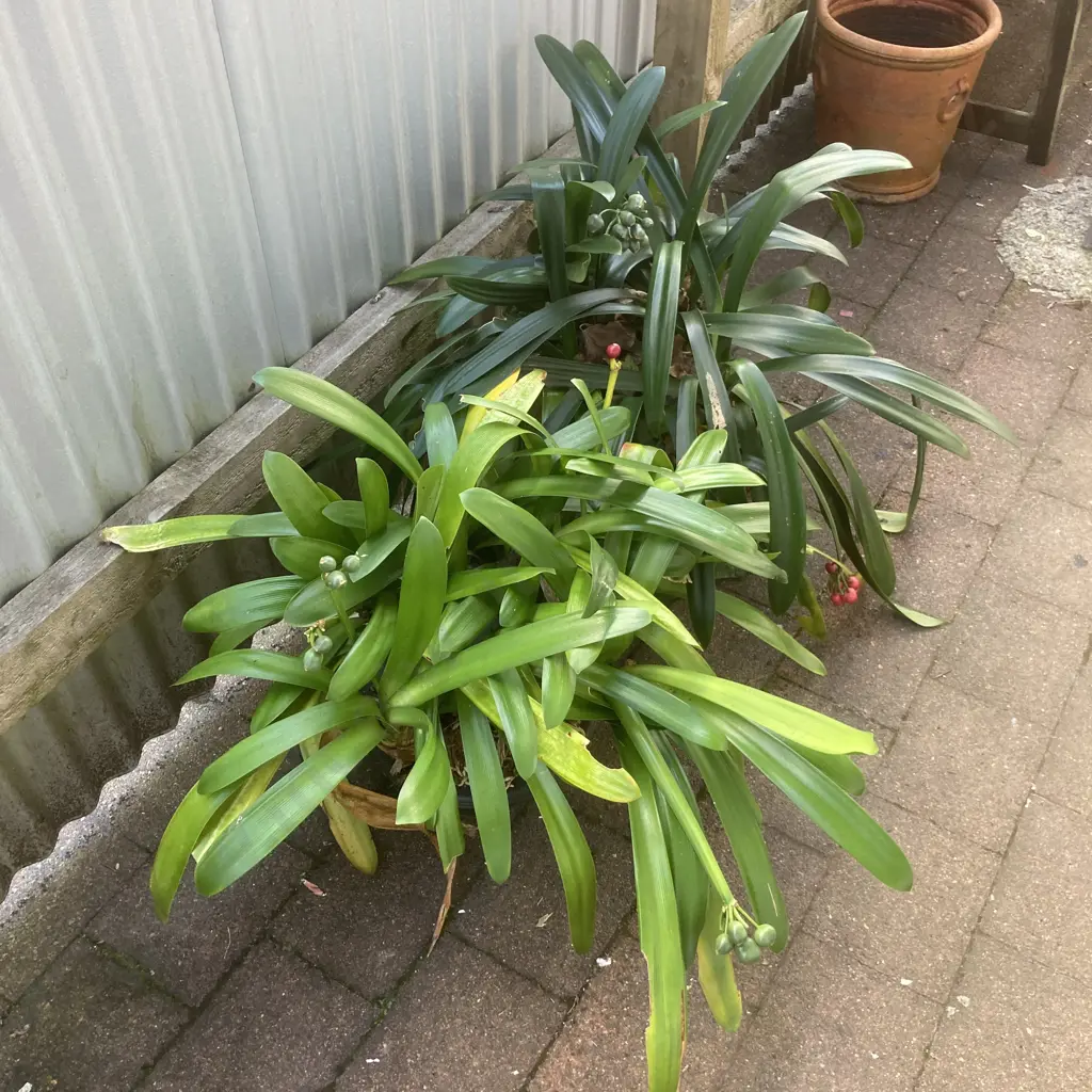 Clivias x 2, Black Pot & Green Pot Image 1++