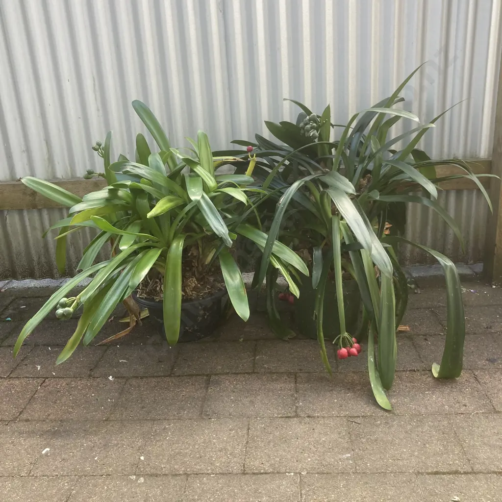 Clivias x 2, Black Pot & Green Pot Image 1++