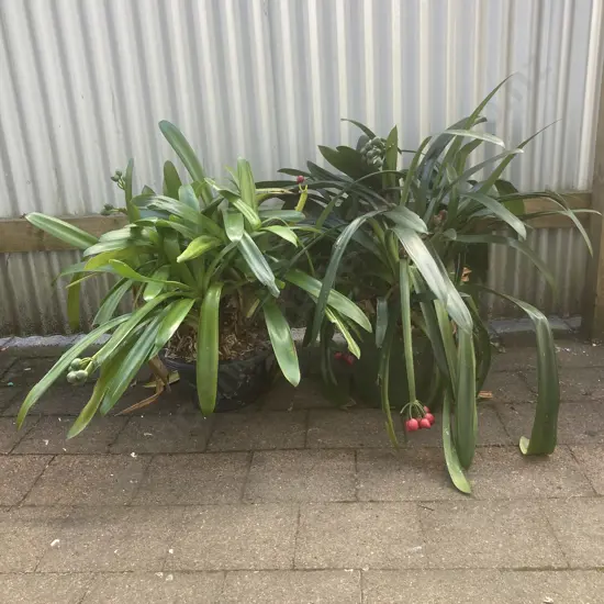 Clivias x 2, Black Pot & Green Pot