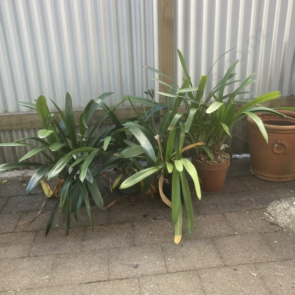 Lot of 4 Potted Clivias Image 1++