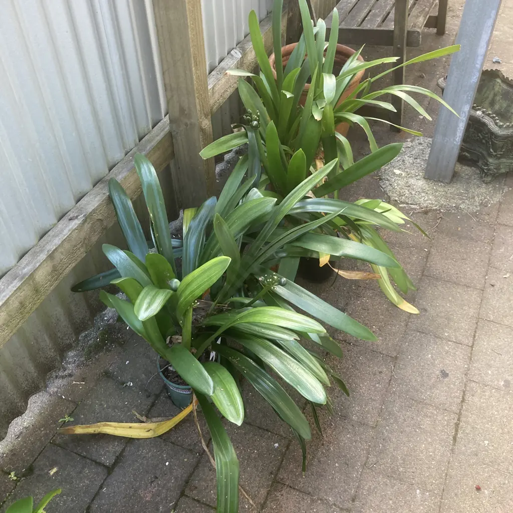 Lot of 4 Potted Clivias Image 1++