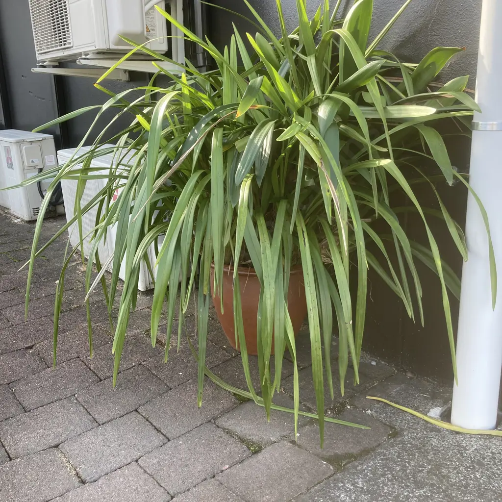 Clivia In Broken Terracotta Plant Pot Image 1++