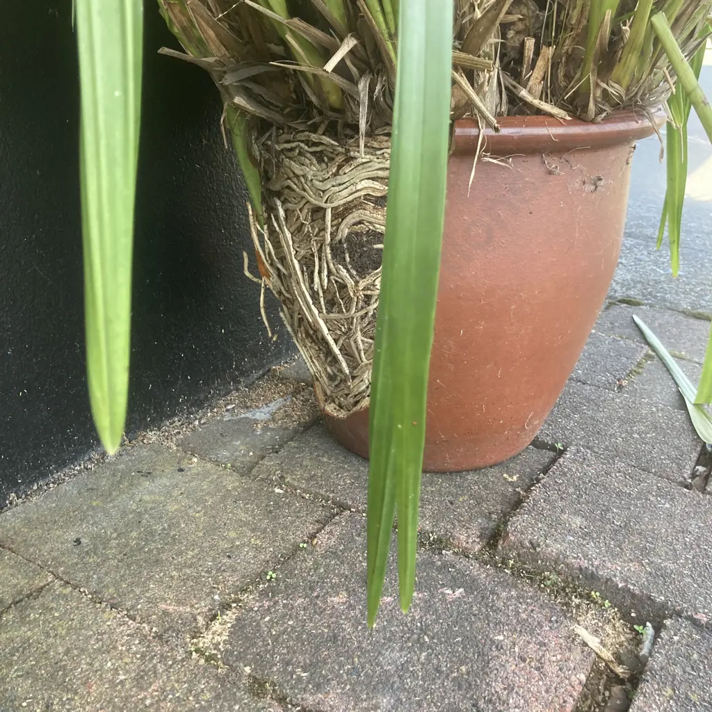Clivia In Broken Terracotta Plant Pot Image 1++