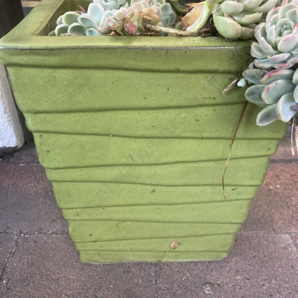 Succulents In Tall Green Rectangular Planter, 32 x 29cm Image 1++