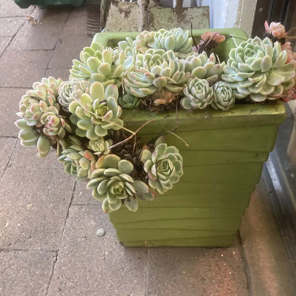 Succulents In Tall Green Rectangular Planter, 32 x 29cm Image 1++
