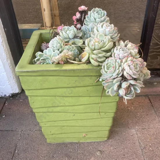 Succulents In Tall Green Rectangular Planter, 32 x 29cm