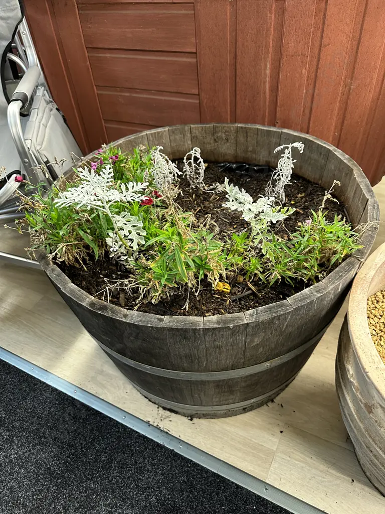 Oak 1/2 Wine Barrel Planter With Plants, 47 x 70.5cm Image 1++