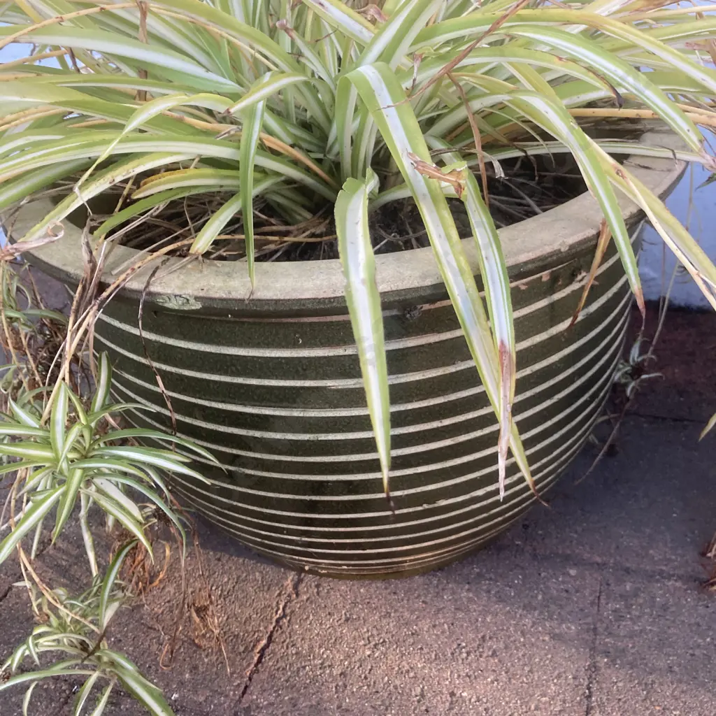 Spider Plant In Large Green Terracotta Pot With Incised Ring Pattern, 31 x 47cm Image 1++