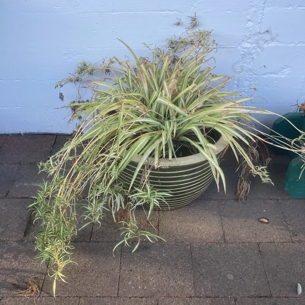 Spider Plant In Large Green Terracotta Pot With Incised Ring Pattern, 31 x 47cm Image 1++