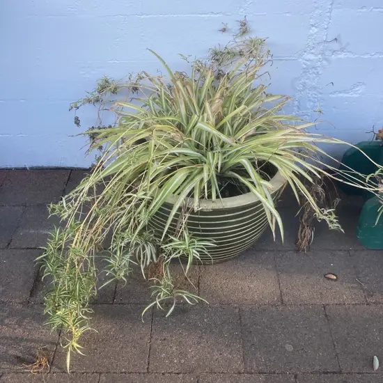 Spider Plant In Large Green Terracotta Pot With Incised Ring Pattern, 31 x 47cm