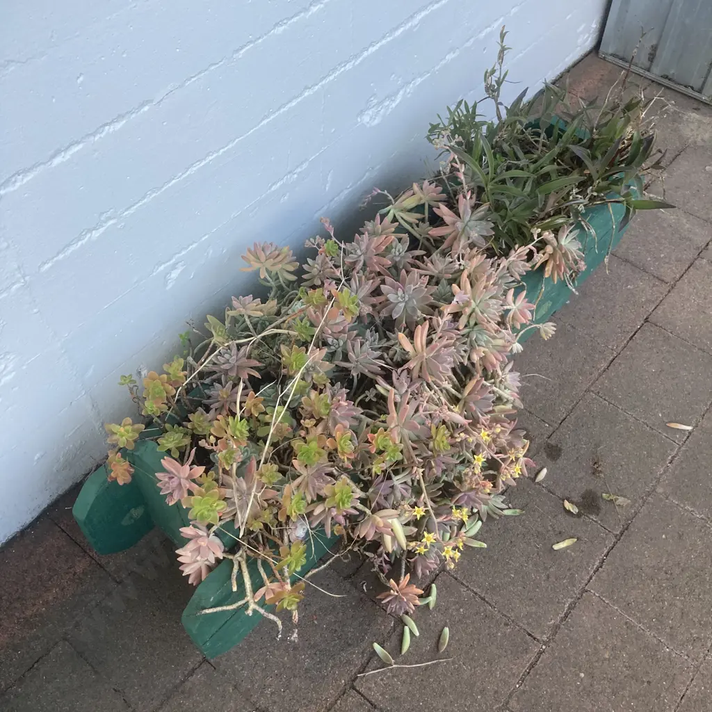 Assorted Succulents In Green Painted Wooden Trough Planter, H32 W118 D26cm Image 1++