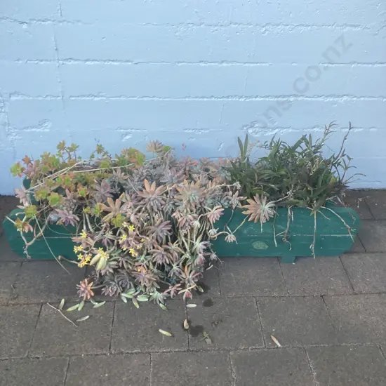 Assorted Succulents In Green Painted Wooden Trough Planter, H32 W118 D26cm