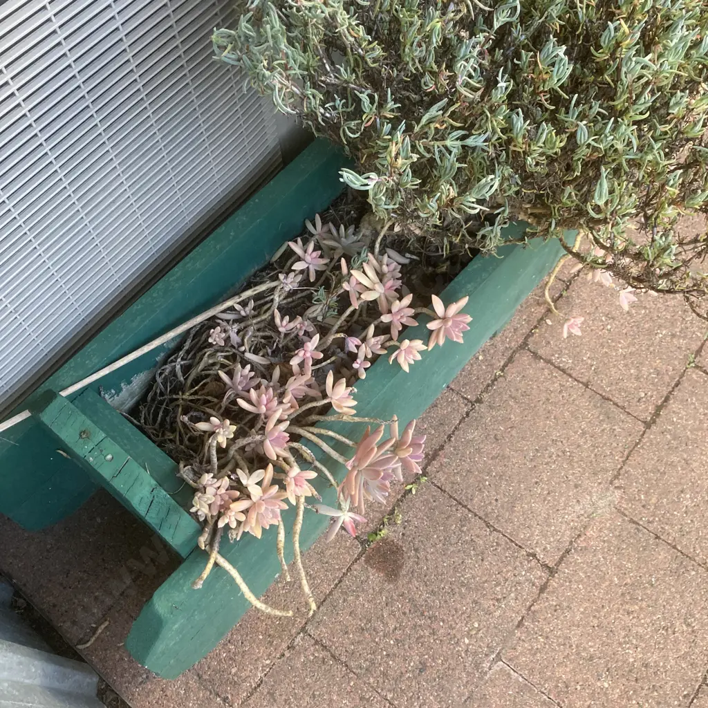 Assorted Succulents In Green Painted Wooden Trough Planter, H32 W118 D26cm Image 1++