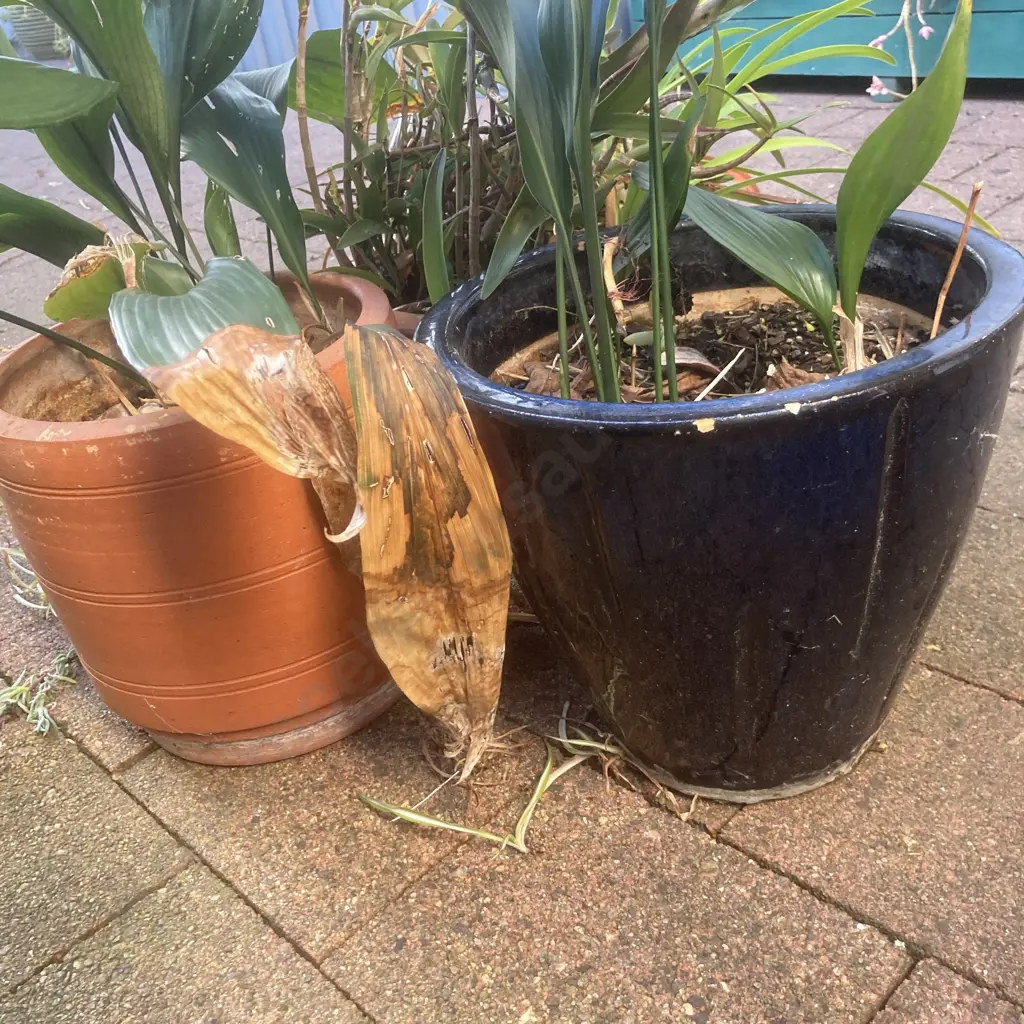 Lot of 3 Garden Pots - Blue, Terracotta, & Plants Image 1++