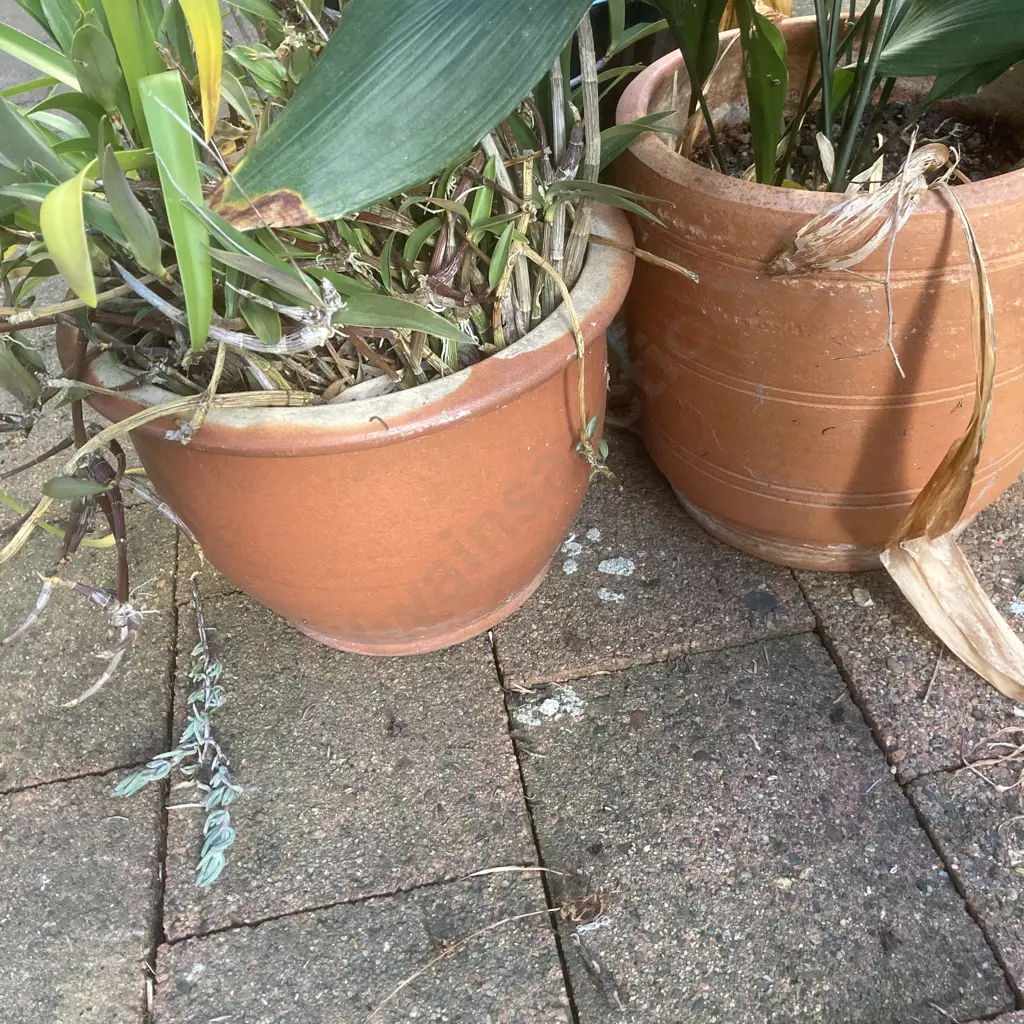Lot of 3 Garden Pots - Blue, Terracotta, & Plants Image 1++