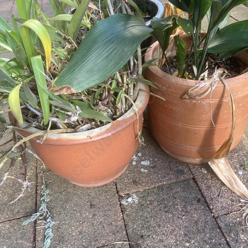 Lot of 3 Garden Pots - Blue, Terracotta, & Plants Image 1++