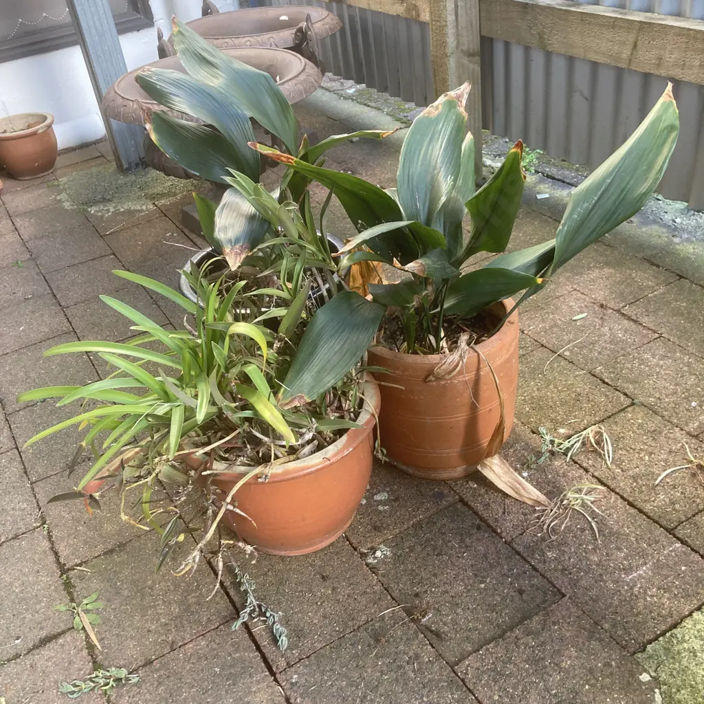 Lot of 3 Garden Pots - Blue, Terracotta, & Plants Image 1++