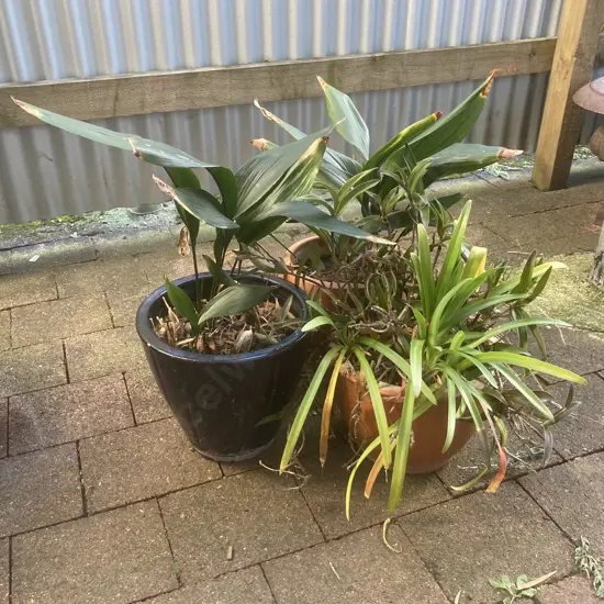 Lot of 3 Garden Pots - Blue, Terracotta, & Plants