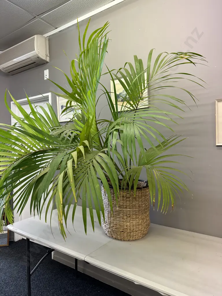 Large Indoor Palm In Woven Water Hyacinth Basket With Steel Handles At Top, H155cm Image 1++