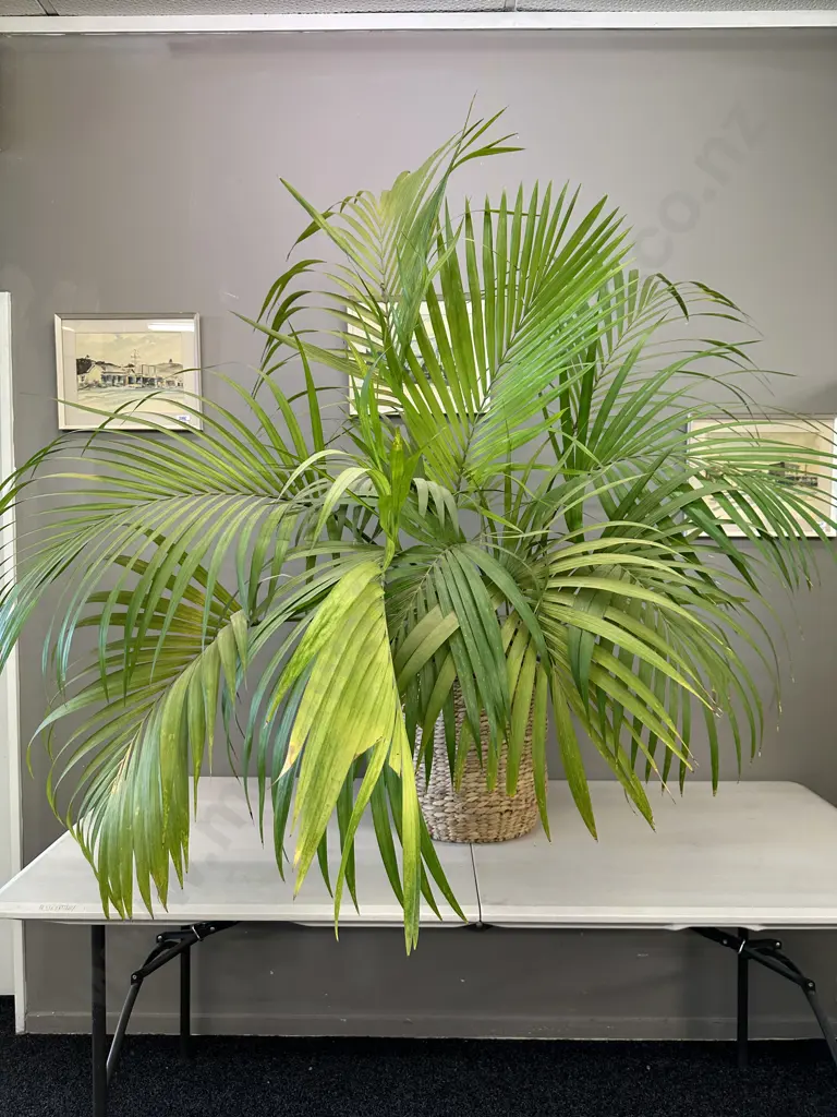 Large Indoor Palm In Woven Water Hyacinth Basket With Steel Handles At Top, H155cm Image 1++