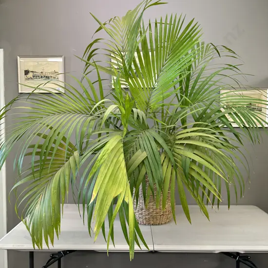 Large Indoor Palm In Woven Water Hyacinth Basket With Steel Handles At Top, H155cm