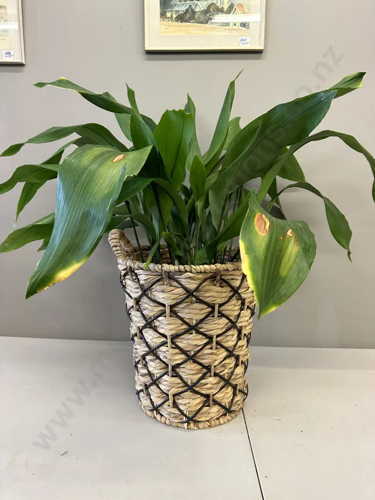 Peace Lily In Woven Rattan & Plastic Cane Basket H90cm Image 1++