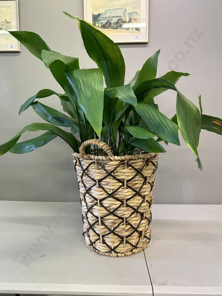 Peace Lily In Woven Rattan & Plastic Cane Basket H90cm Image 1++