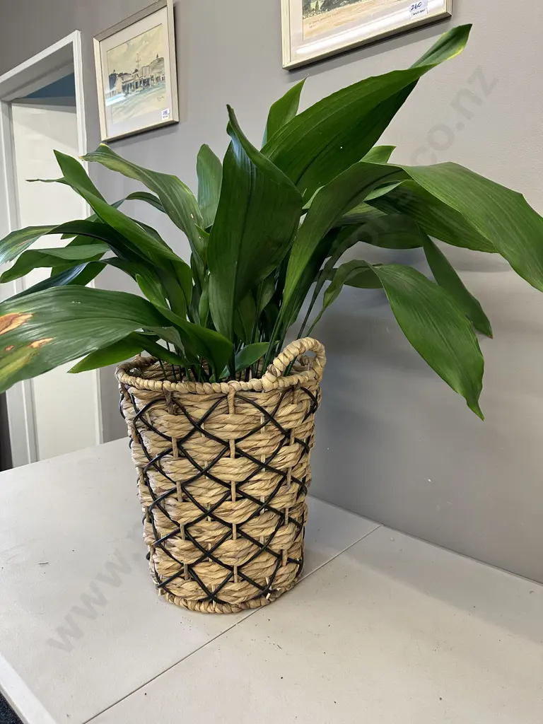Peace Lily In Woven Rattan & Plastic Cane Basket H90cm Image 1++
