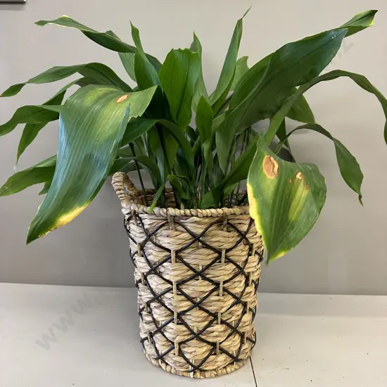 Peace Lily In Woven Rattan & Plastic Cane Basket H90cm