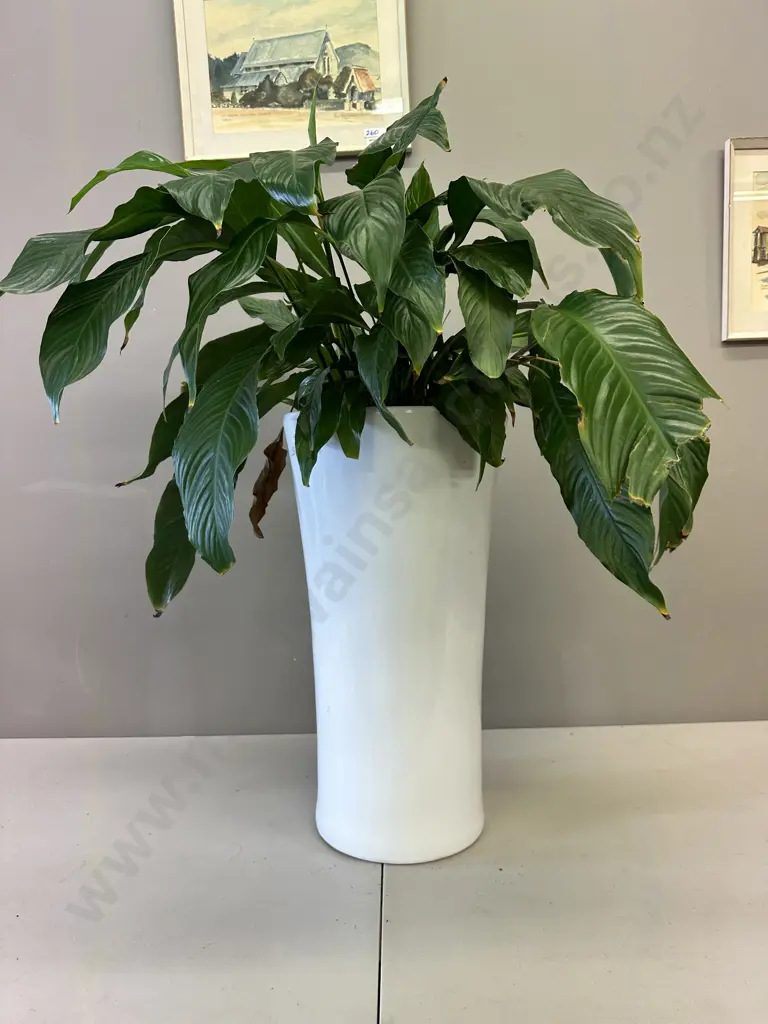 Peace Lily In White Ceramic Planter H90cm Image 1++