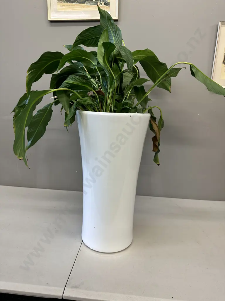 Peace Lily In White Ceramic Planter H90cm Image 1++
