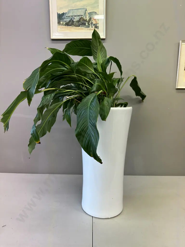 Peace Lily In White Ceramic Planter H90cm Image 1++