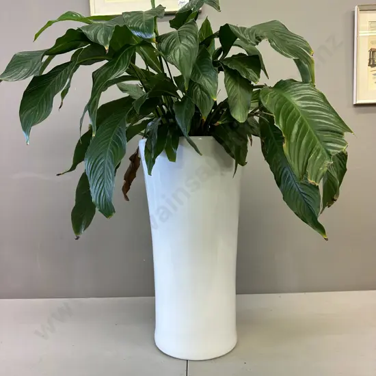 Peace Lily In White Ceramic Planter H90cm