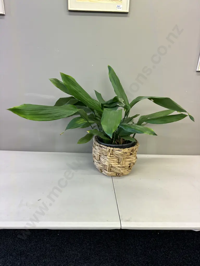 Peace Lily In Woven Rattan Basket H68cm Image 1++