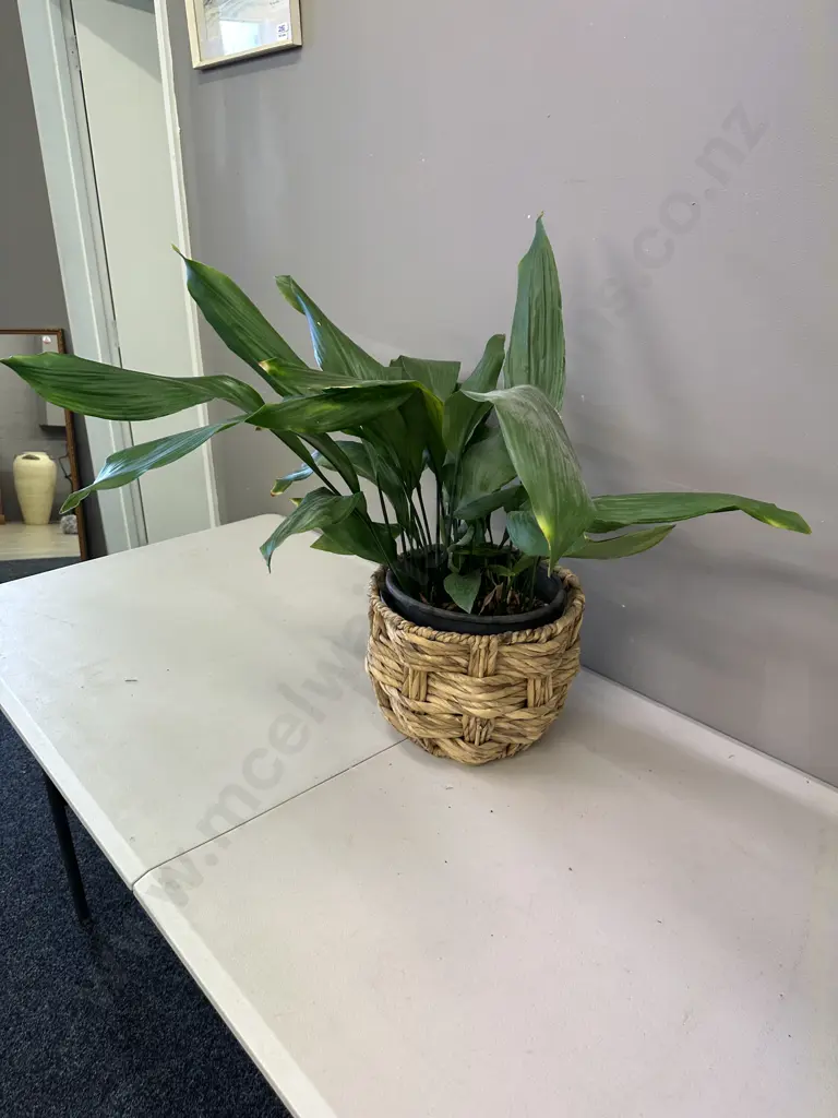 Peace Lily In Woven Rattan Basket H68cm Image 1++