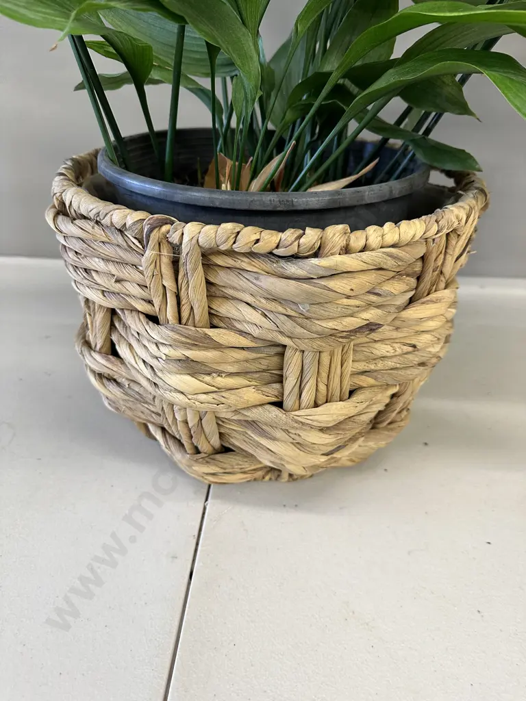 Peace Lily In Woven Rattan Basket H68cm Image 1++