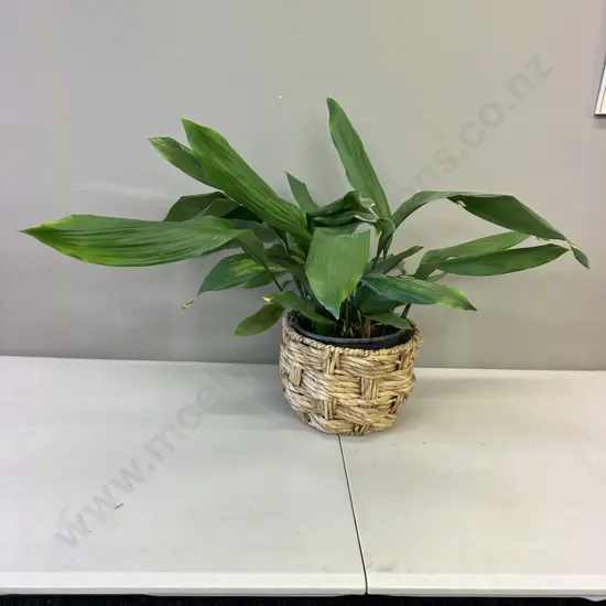 Peace Lily In Woven Rattan Basket H68cm