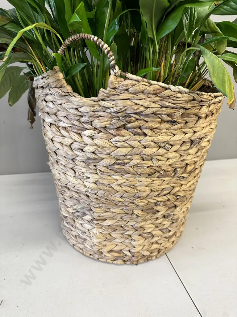 Peace Lily In Woven Rattan Basket H79cm Image 1++