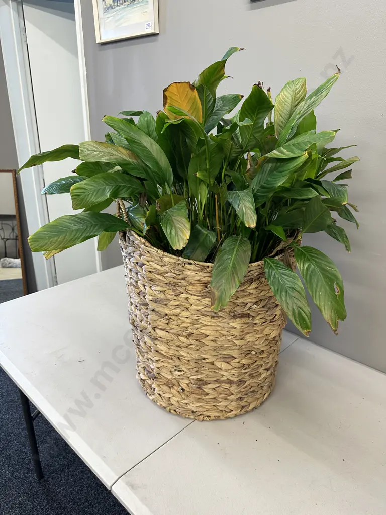 Peace Lily In Woven Rattan Basket H79cm Image 1++