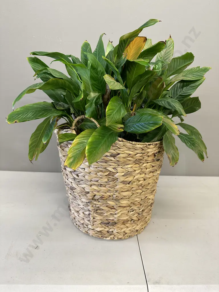 Peace Lily In Woven Rattan Basket H79cm Image 1++