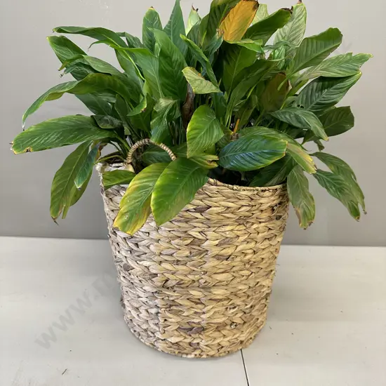 Peace Lily In Woven Rattan Basket H79cm