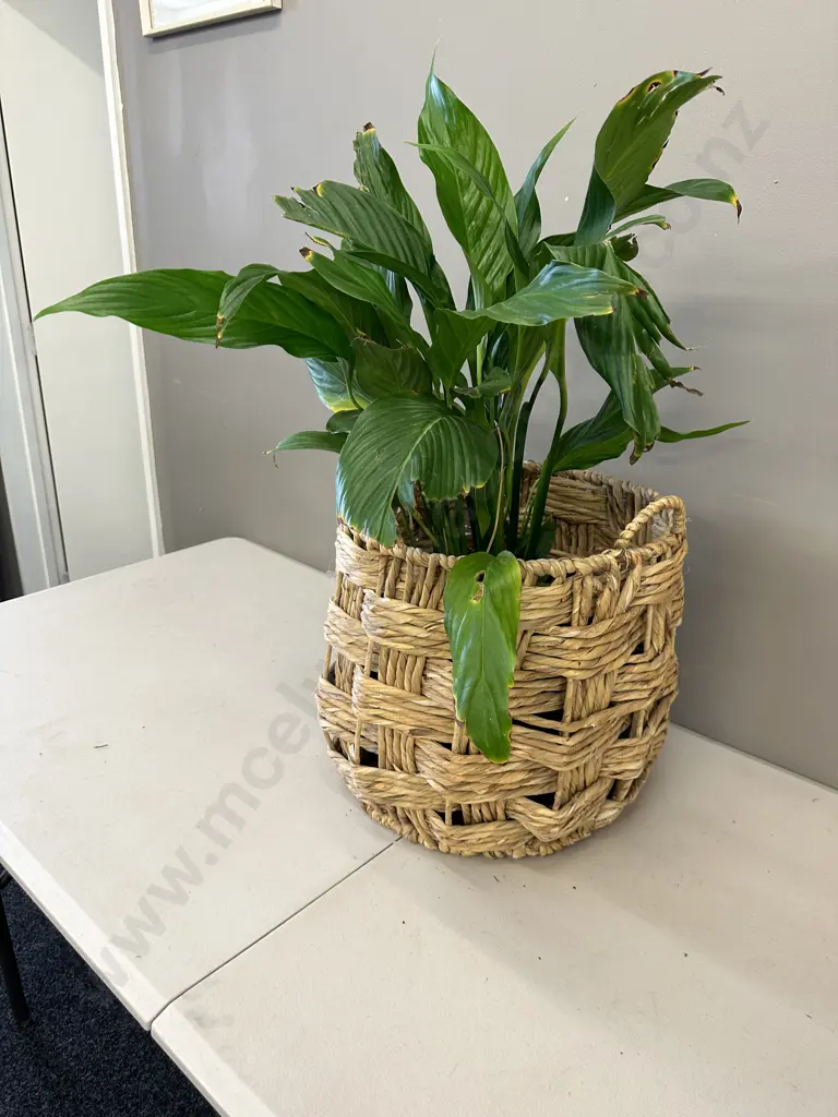 Peace Lily In Woven Rattan Basket H80cm Image 1++