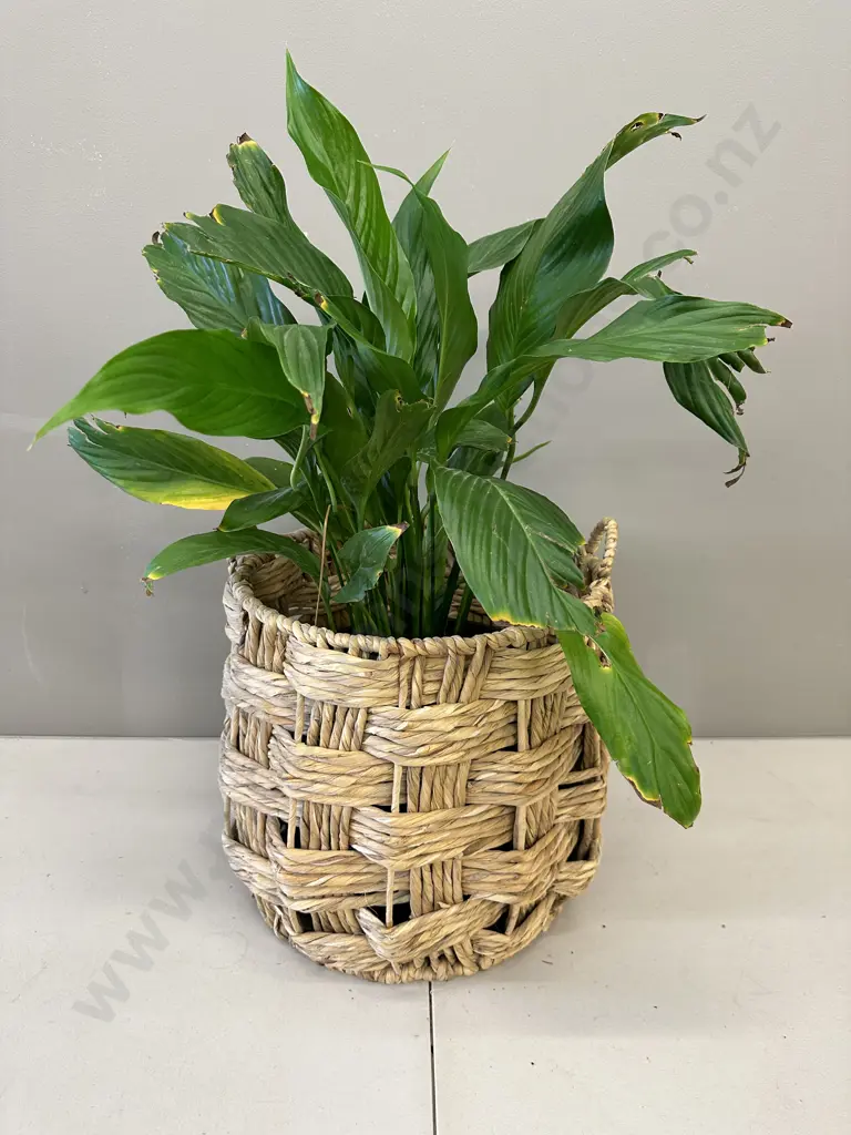 Peace Lily In Woven Rattan Basket H80cm Image 1++