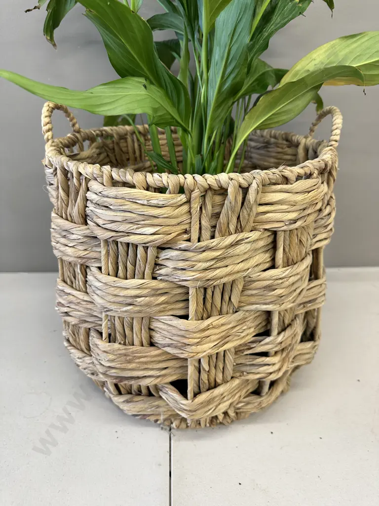 Peace Lily In Woven Rattan Basket H80cm Image 1++