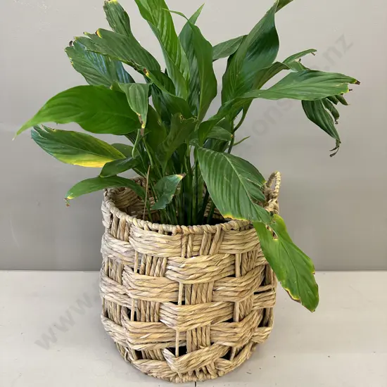 Peace Lily In Woven Rattan Basket H80cm