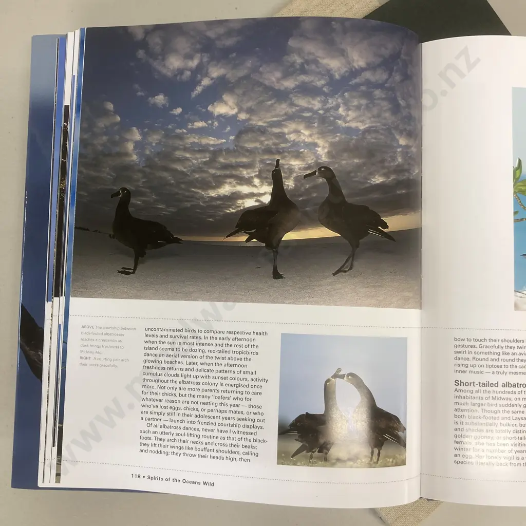 Lot of Books - Albatross by Tui De Roy, Elaine Power's NZ Water Birds, Native Animals of NZ (1959) Etc Image 1++