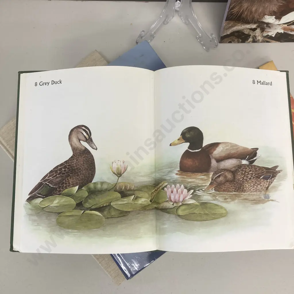 Lot of Books - Albatross by Tui De Roy, Elaine Power's NZ Water Birds, Native Animals of NZ (1959) Etc Image 1++