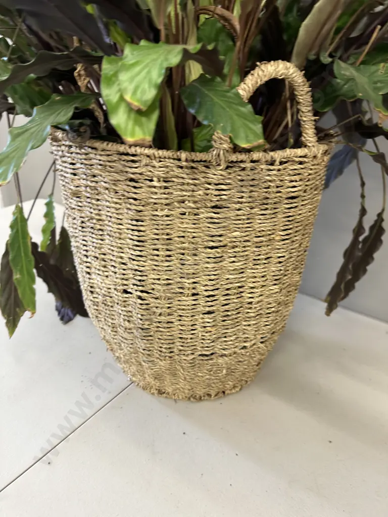Peace Lily In Woven Rattan Basket H80cm Image 1++