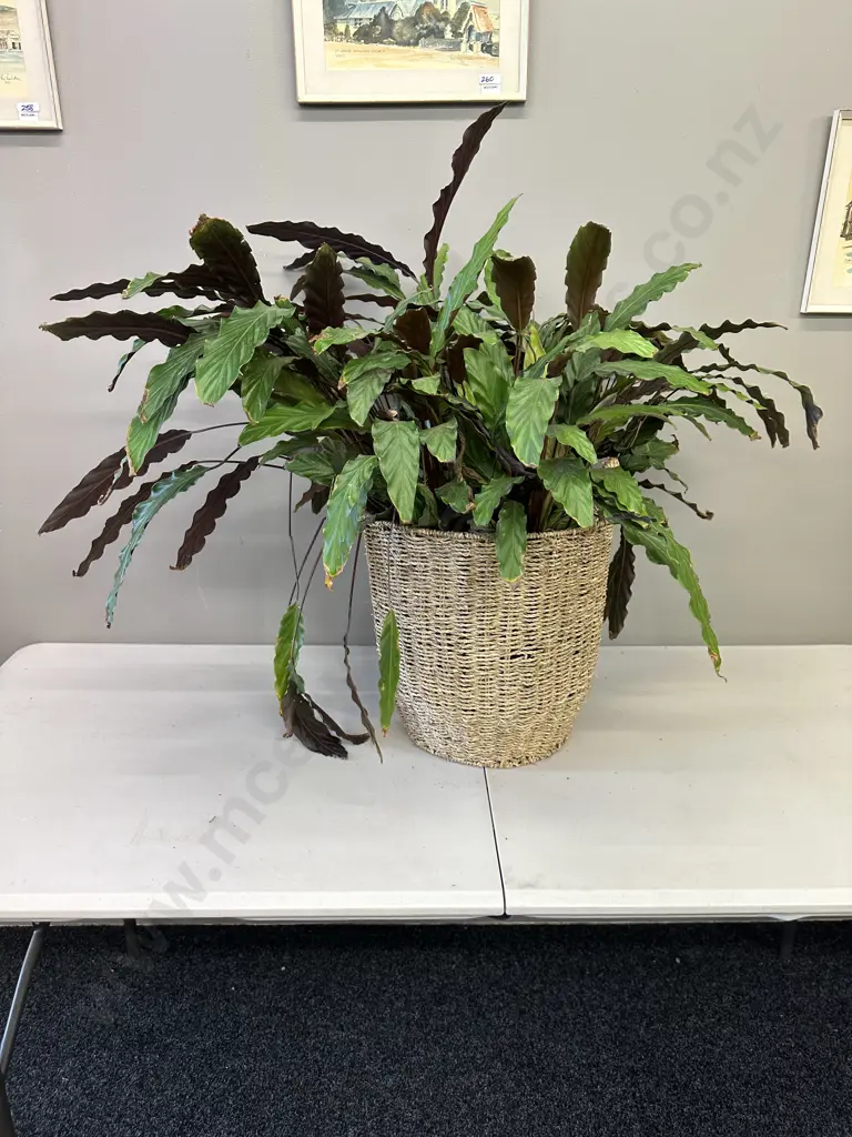 Peace Lily In Woven Rattan Basket H80cm Image 1++